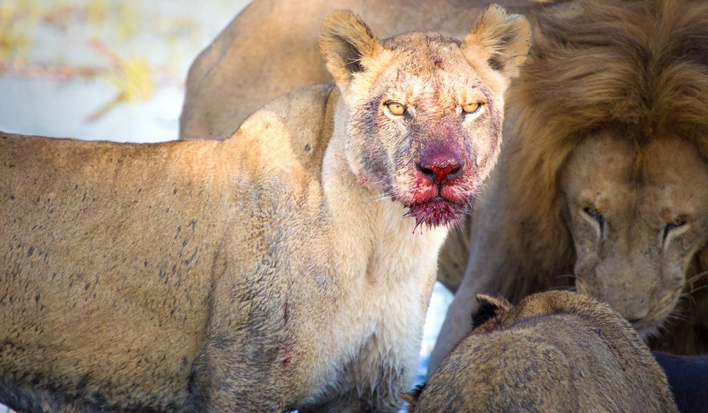 lion smeared with blood