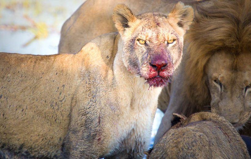 Kenyan Wildlife Adventure