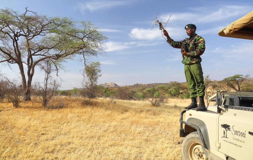 Ranger tracking rhino at Sera Conservancy