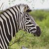An upclose picture of the the grevy zebra