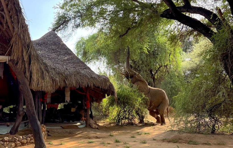 Elephant Watch Camp